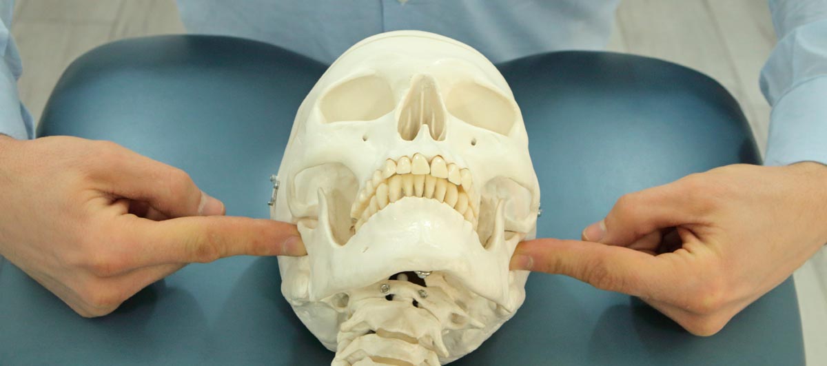 Osteopathic TMJ & jaw pain techniques on the skull