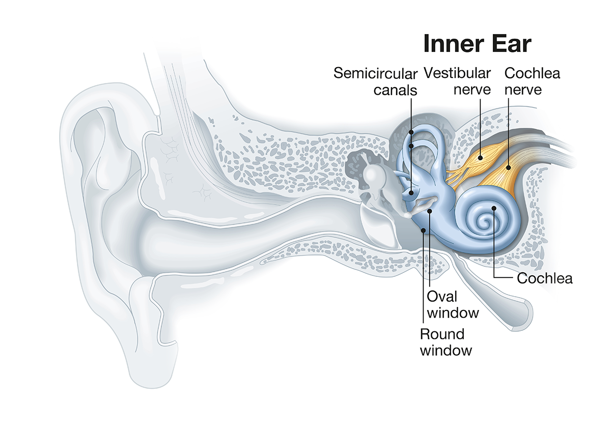 Inner ear anatomy as it related to balance, medical illustration